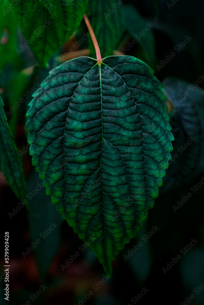 leaf of a tree