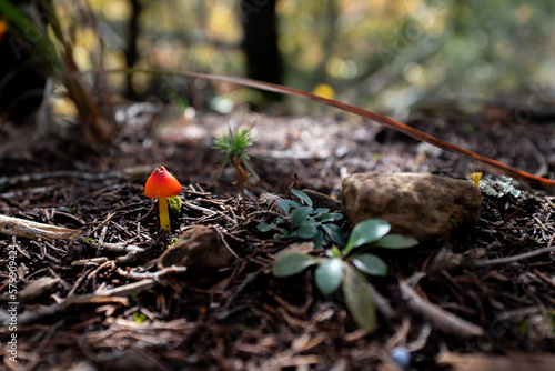 Obraz na płótnie mushrooms in the forest w salonie