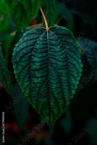 Obraz na płótnie leaf of a tree w salonie