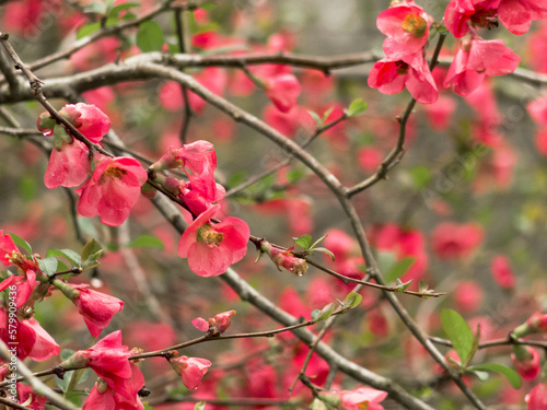 Obraz na płótnie blossoms w salonie