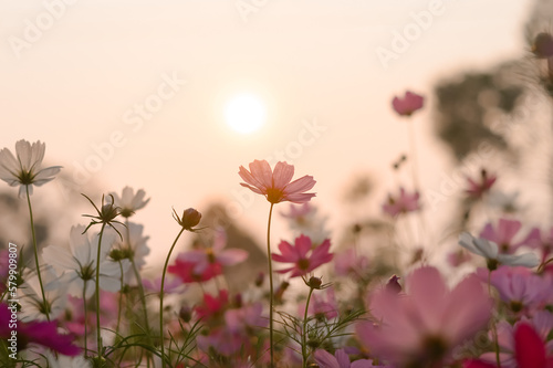 Fototapeta Naklejka Na Ścianę i Meble -  Pink cosmos flower in the garden with sunset time
