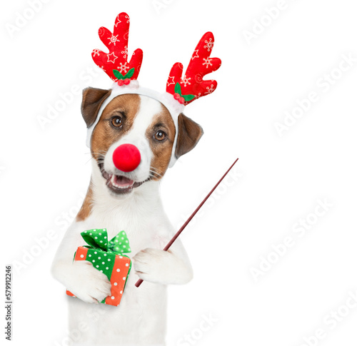 Jack russell terrier puppy wearing santa hat holds gift box and points away on empty space. isolated on white background © Ermolaev Alexandr