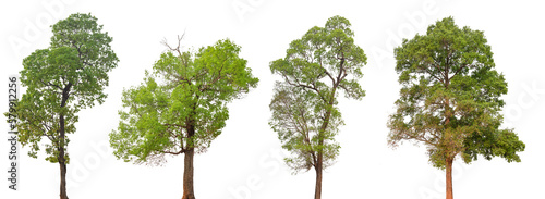Trees 4 collection isolated on white background