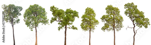 Trees 6 collection isolated on white background