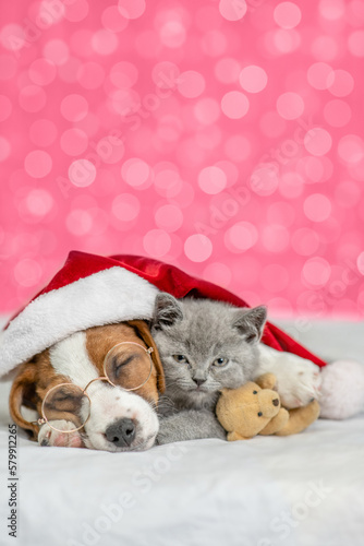 Jack russell terrier wearing santa's hat sleeps and hugs kitten on festive background. Kitten embraces toy bear. Empty space for text. Shade trendy color of the year 2023 - Viva Magenta background