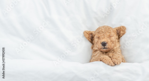 Newborn Toy Poodle puppy sleeps under white blanket on a bed at home. Top down view. Empty space for text