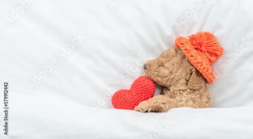 Newborn Toy Poodle puppy sleeps under white blanket on a bed at home and hugs red heart. Top down view. Empty space for text