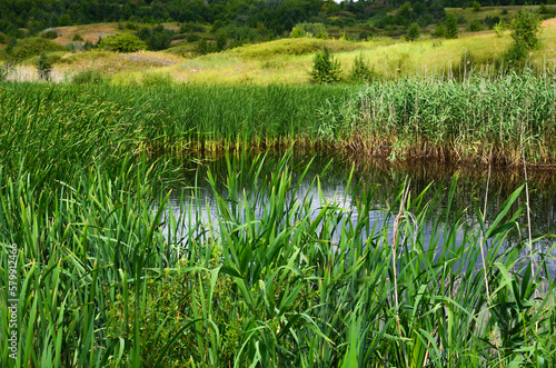 a beautiful pond in the middle of a meadow