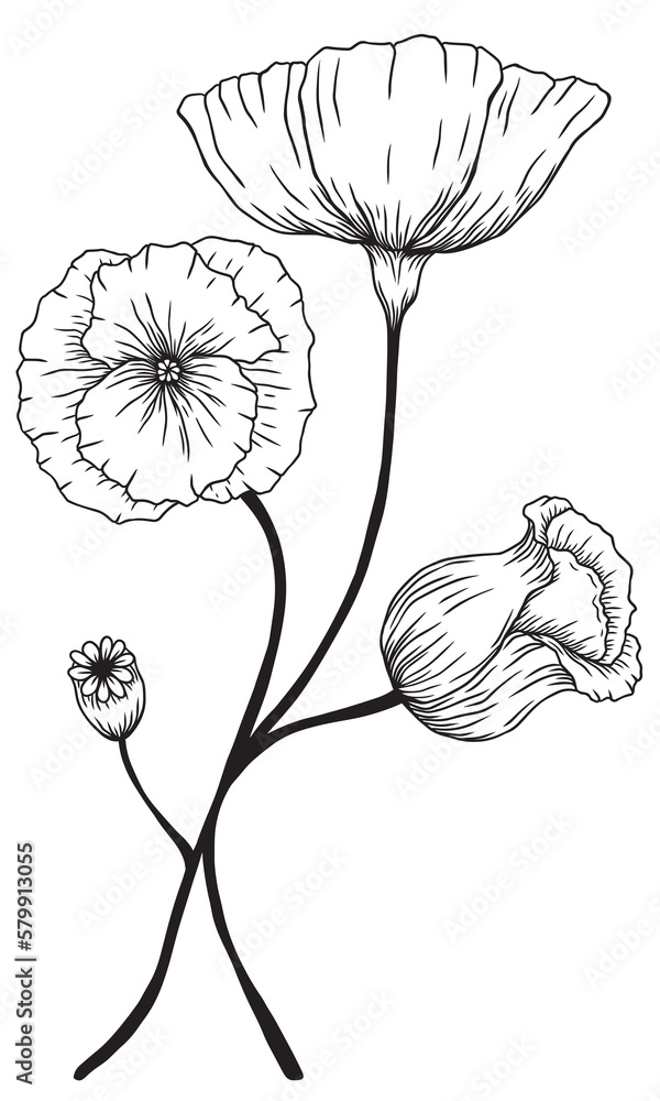 hand drawn vintage line drawing png wild flowers no background