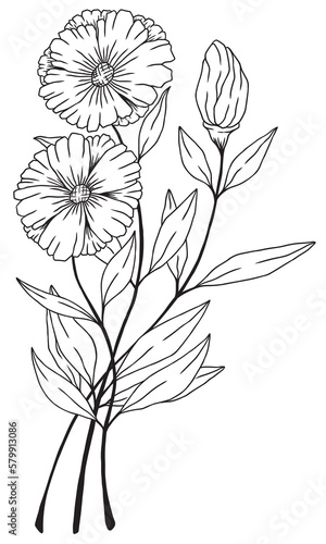 hand drawn vintage line drawing png wild flowers no background