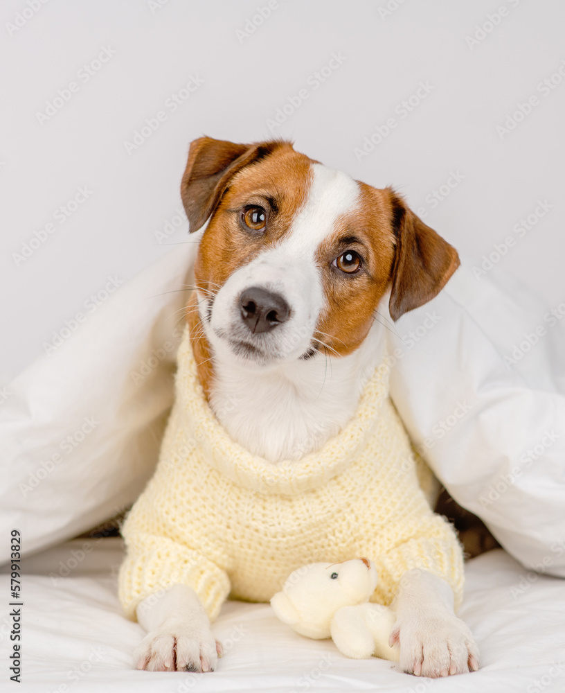 Cute dog jack russell breed lying at home under the covers on the bed in a knitted sweater with a teddy bear in his paws Cute dog jack russell breed lying at home under the covers on the bed in a knitted sweater with a teddy bear in his paws