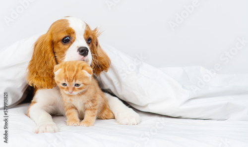 A King Charles Spaniel puppy covers a Scottish kitten under a blanket. Cute puppy and kitten at home