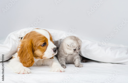 A King Charles Spaniel puppy covers a Scottish kitten under a blanket. Cute puppy and kitten at home
