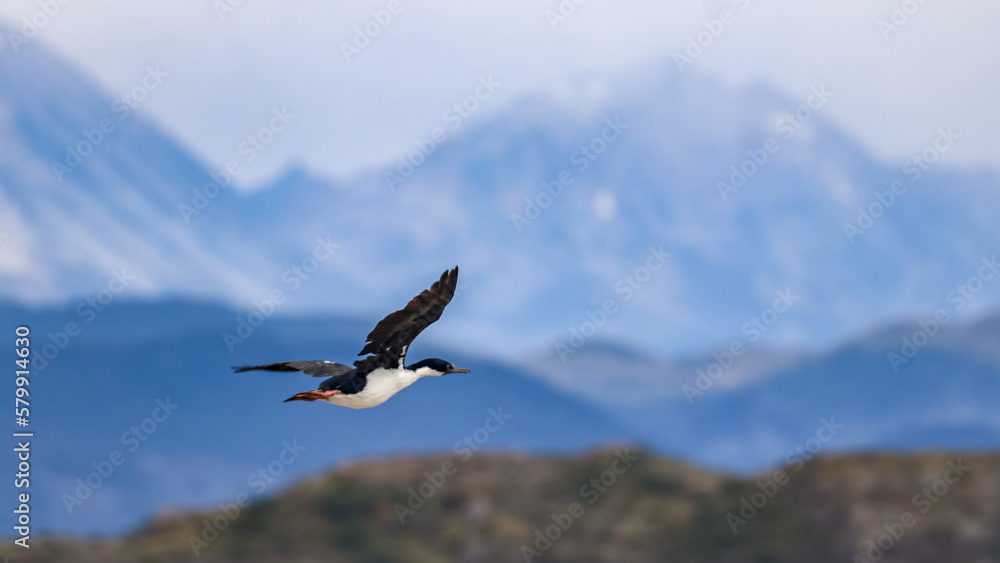 Fototapeta premium Beagle Channel, Ushuaia, Argentina