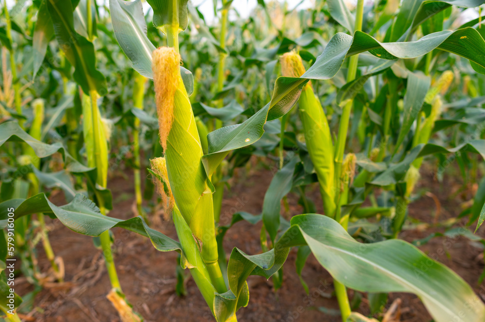 a front selective focus picture of organic young corn field at agriculture farm. a front selective focus picture of organic young corn field at agriculture farm.