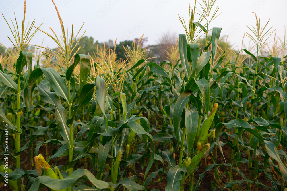 a front selective focus picture of organic young corn field at agriculture farm. a front selective focus picture of organic young corn field at agriculture farm.