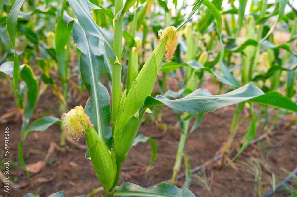 a front selective focus picture of organic young corn field at agriculture farm. a front selective focus picture of organic young corn field at agriculture farm.