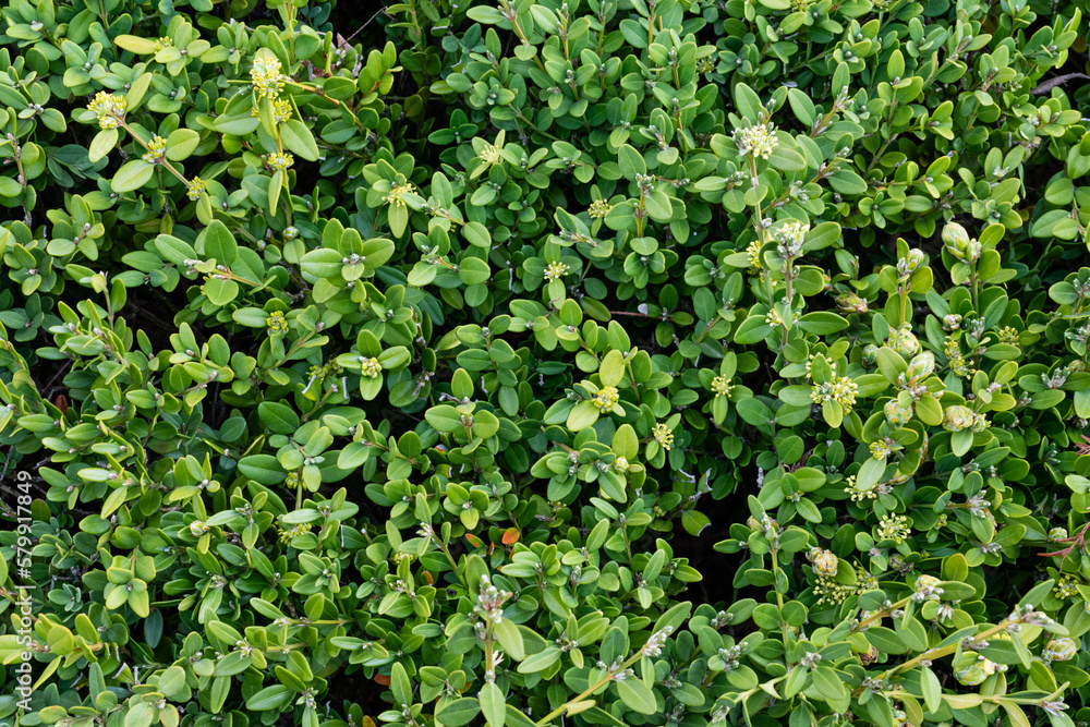 Obraz premium A green leafy plant found on the roadside. Natural texture, green background 