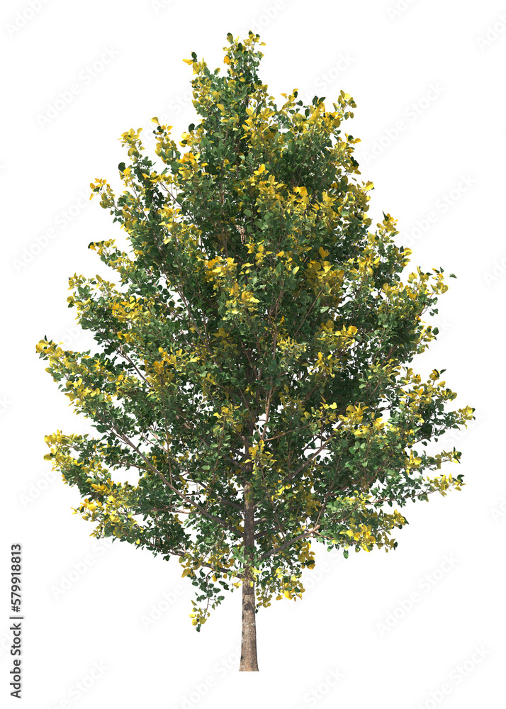 Ginkgo biloba, maidenhair tree, light for daylight, easy to use, 3d render, isolated