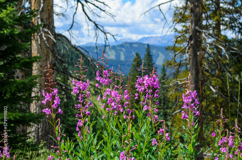 Canvastavla Purple Fireweed Wildflowers in front of ski trails during the summer, Vail, CO, USA