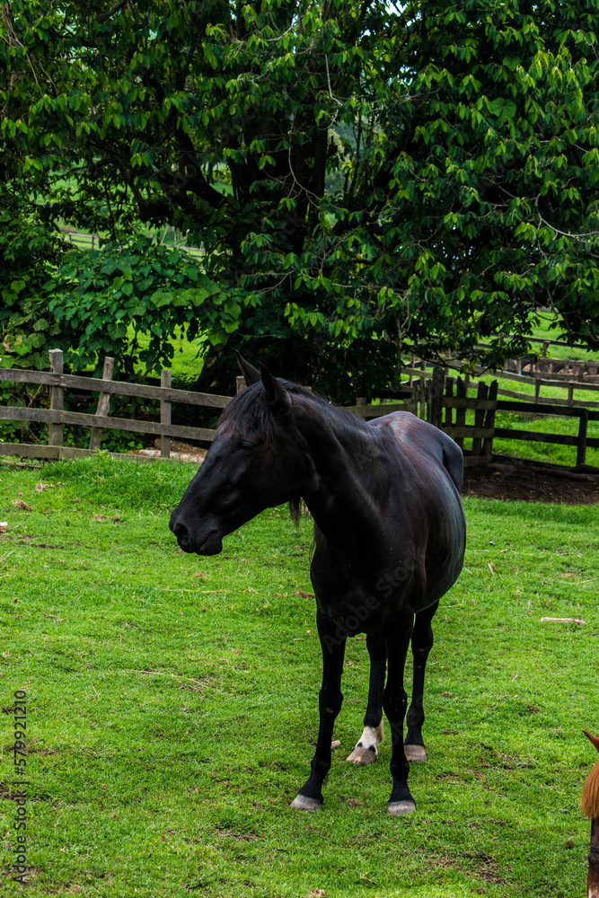 Fototapeta premium horse in the meadow