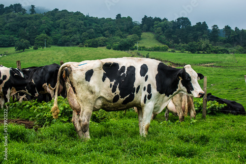 cows on a meadow