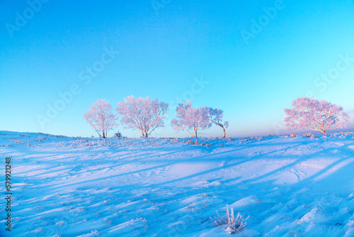 日の出に染まる霧氷並木（美幌峠ー美幌）