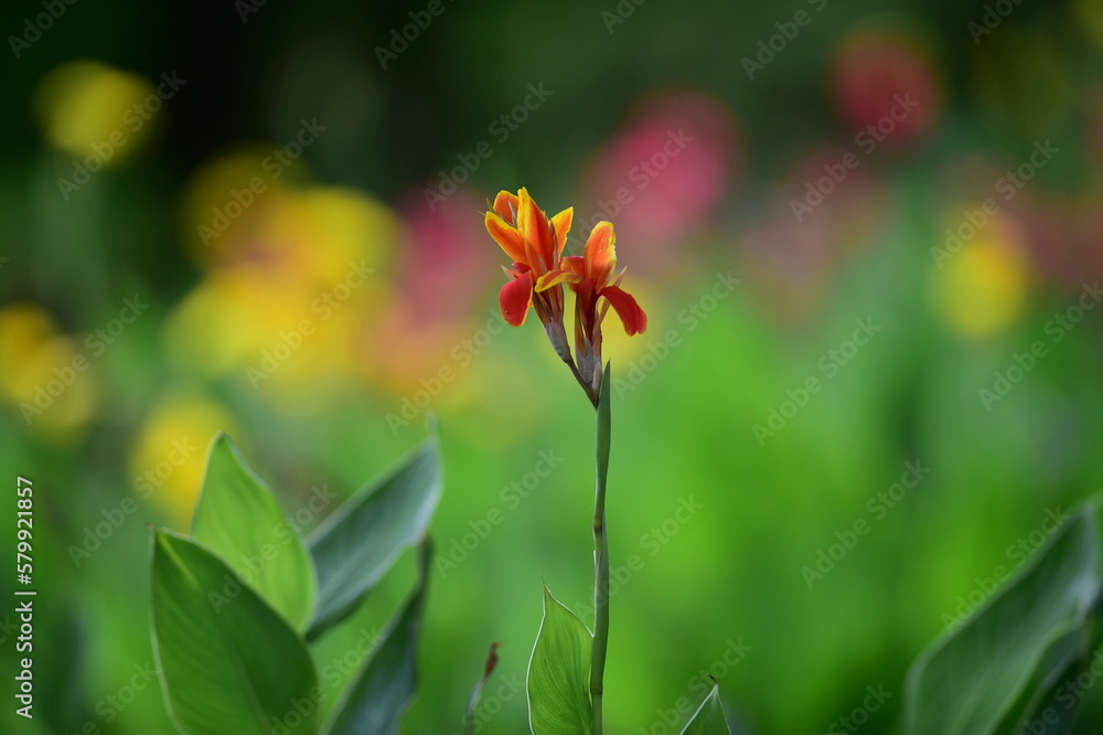 Fototapeta premium tropical flowers in the park