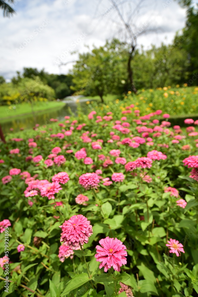 tropical flowers in the park tropical flowers in the park