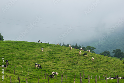 cows in the field
