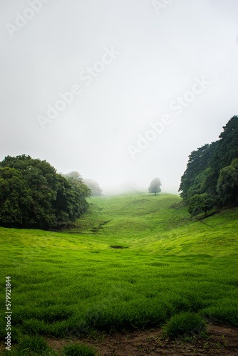 misty morning in the forest