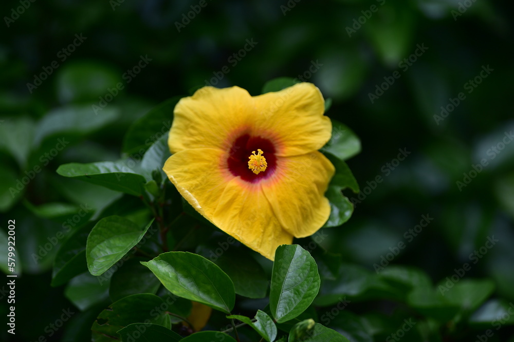 tropical flowers in the park tropical flowers in the park