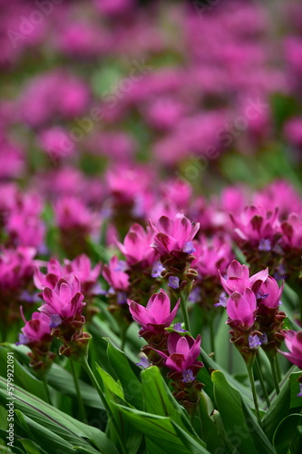 tropical flowers in the park