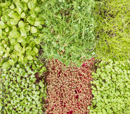 Growing microgreens. Home mini garden. Pattern of leaves of young shoots of various plants, top view photo