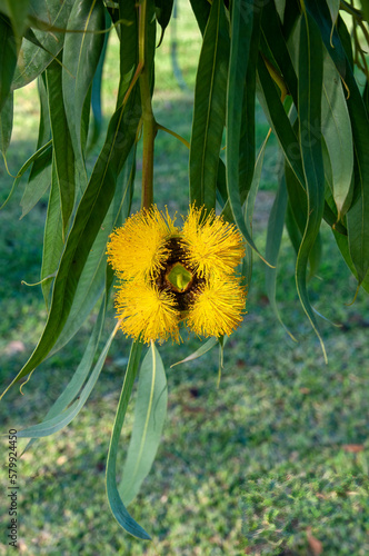 Pooncarie Australia, single bright yellow flower of a eucalyptus erythrocorys amongst leaves photo