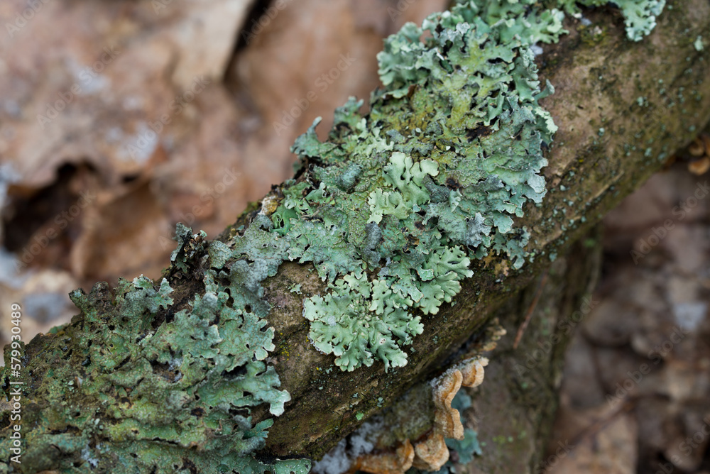 Hypogymnia physodes lichen on tree branch in forest closeup selective focus Hypogymnia physodes lichen on tree branch in forest closeup selective focus