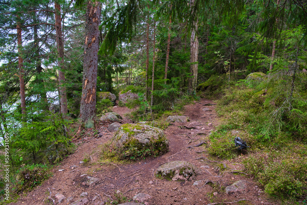 Stones in pine forest, Park Mon Repos, Vyborg, Russia Stones in pine forest, Park Mon Repos, Vyborg, Russia