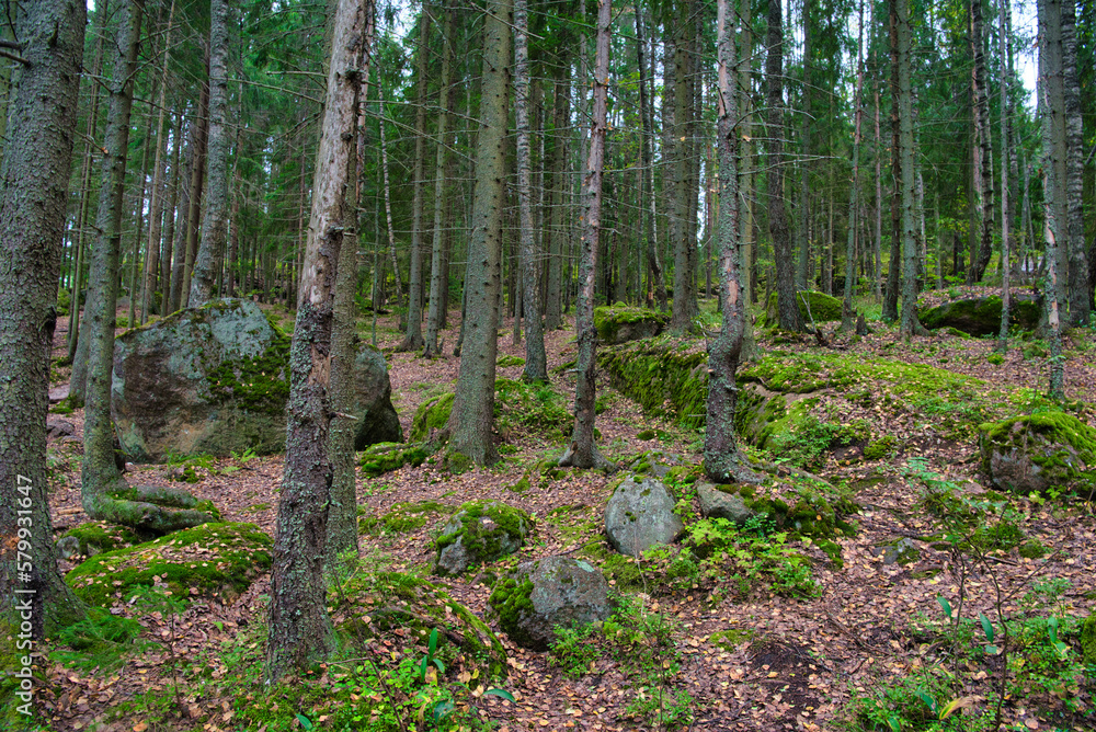 Stones in pine forest, Park Mon Repos, Vyborg, Russia Stones in pine forest, Park Mon Repos, Vyborg, Russia