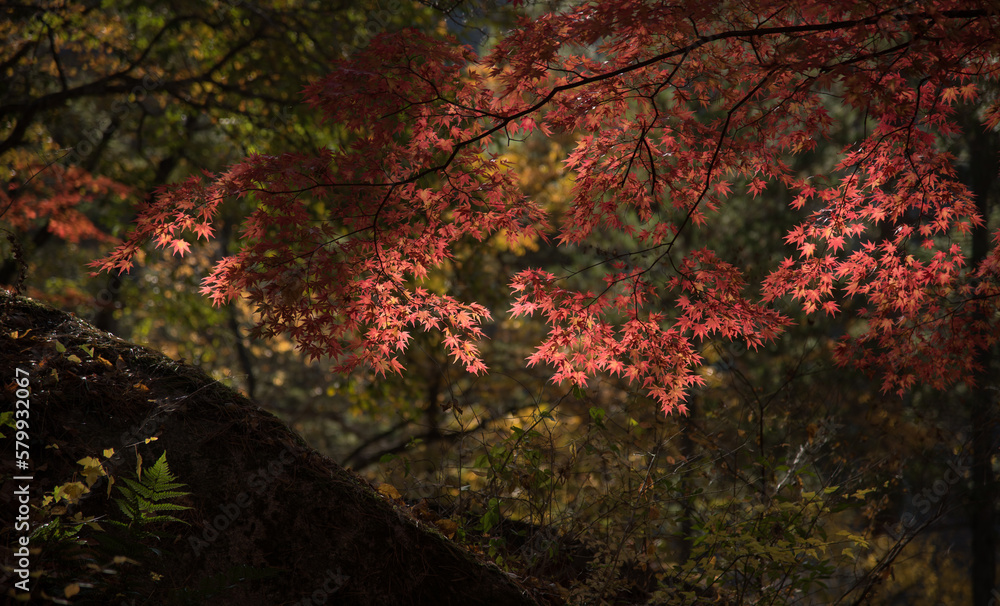 Fototapeta premium 紅葉