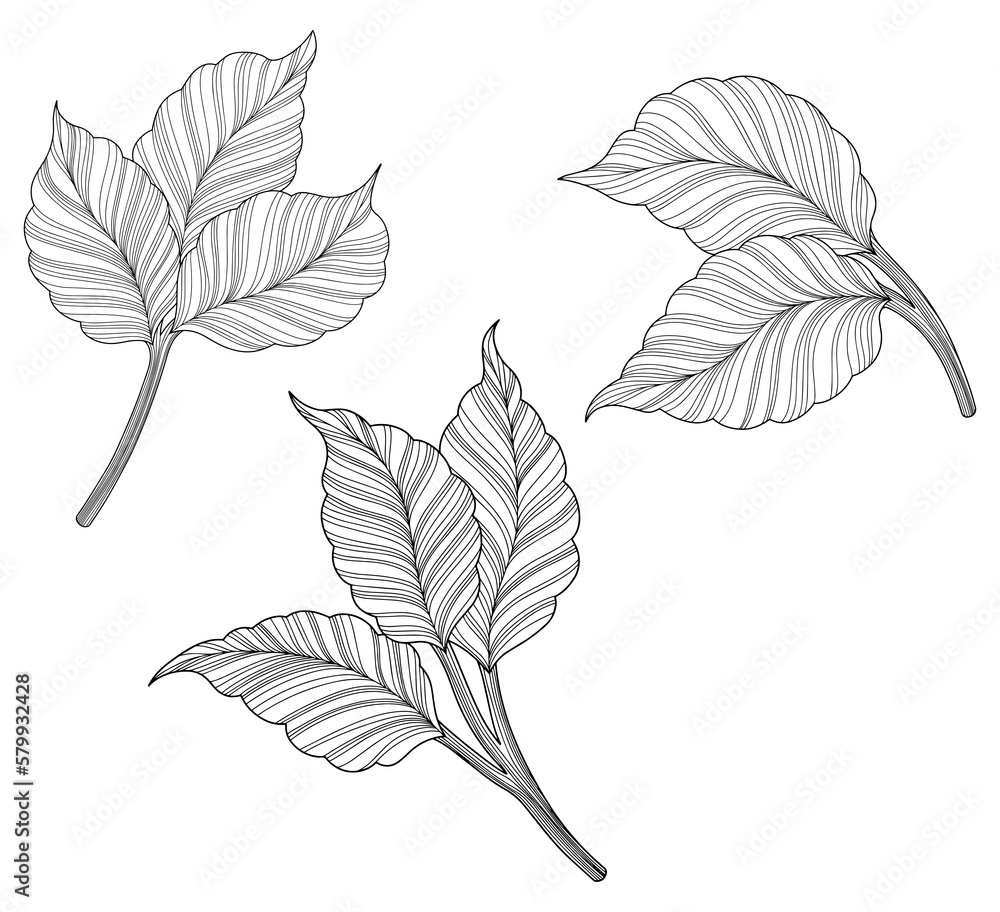 Rose leaves isolated on white. Hand drawn line illustration.