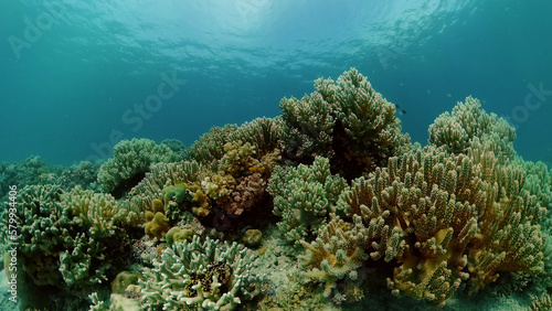 Reef coral scene. Colourful underwater seascape. Beautiful soft coral. Sea coral reef. Philippines.