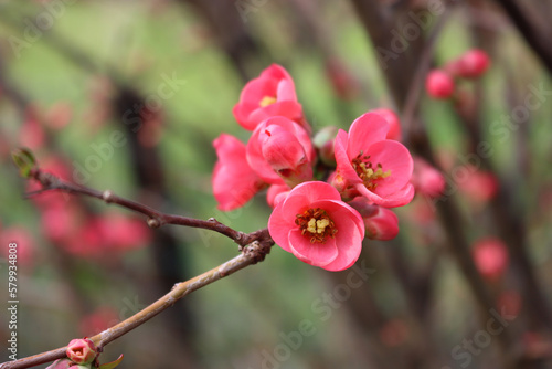 Detail of Cydonia or Chaenomeles japonica bush withl pink flowers. Japanese quince in bloom