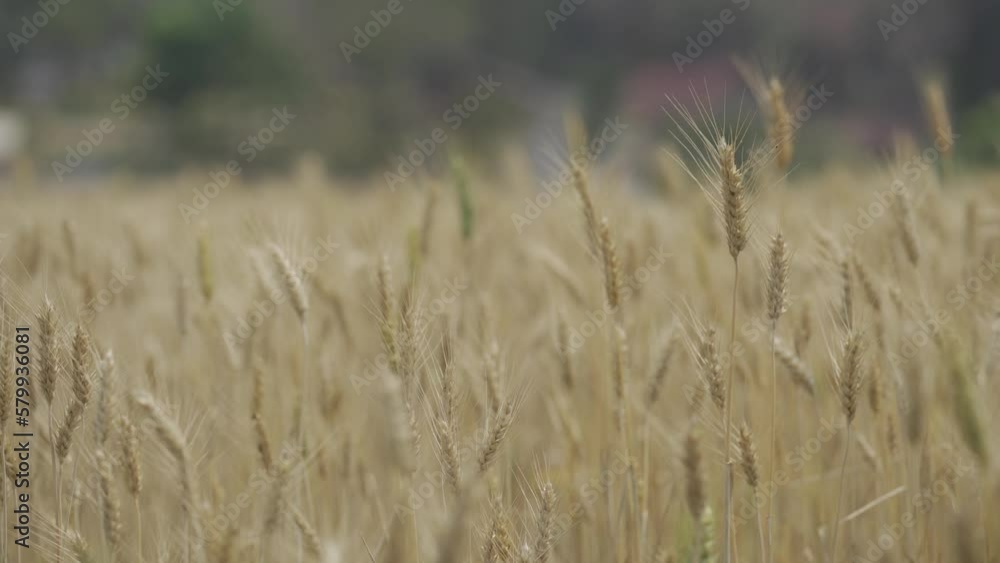 Beautiful golden yellow barley fields about to be harvested 4k 30p Beautiful golden yellow barley fields about to be harvested 4k 30p