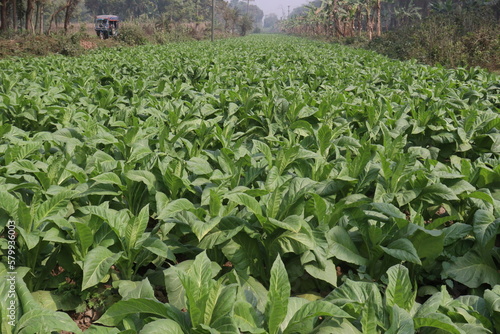 raw tobacco farm for making cigarette and harvest