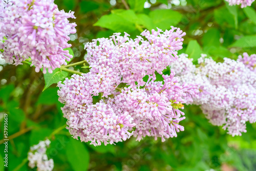 Fototapeta Naklejka Na Ścianę i Meble -  Blooming spring flowers. Beautiful flowering flowers of lilac tree. Spring concept. The branches of lilac on a tree in a garden.