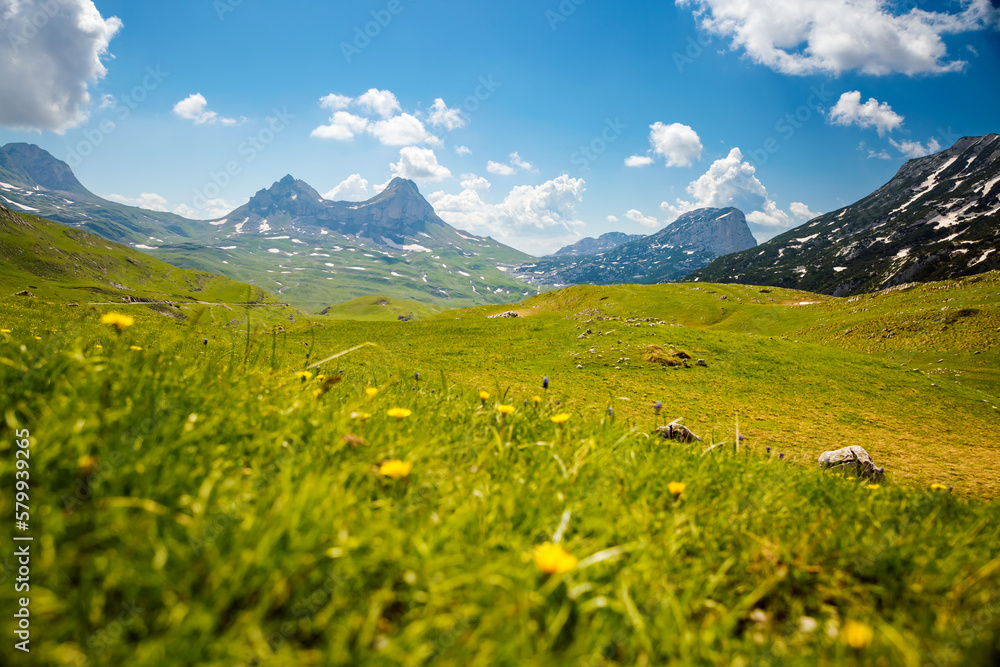 Fototapeta premium Picturesque green valley in Durmitor National park on a sunny day. Montenegro, Balkans, Europe.