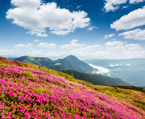 Attractive summer scene with flowering hills. Carpathian mountains, Ukraine, Europe.