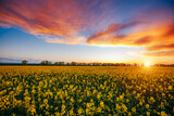 Fantastic field of yellow rapeseed and cultivated land at sunset.