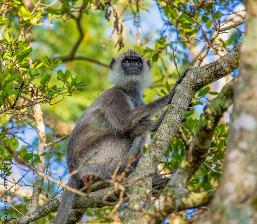 Obraz premium Gray langur