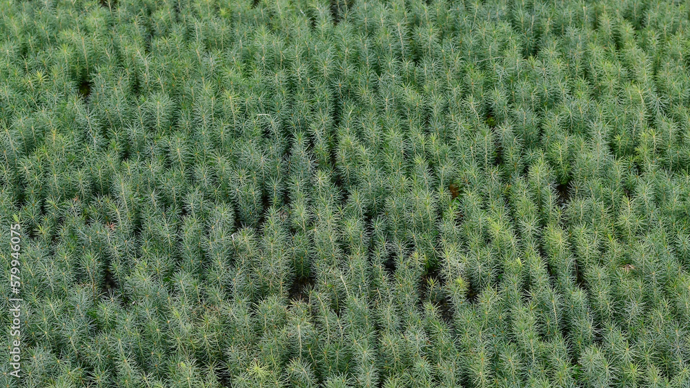 Spruce tree (Picea abies) seedlings inside a tree nursery of Romania. Reforestation concept. Forest conservation concept. Spruce tree (Picea abies) seedlings inside a tree nursery of Romania. Reforestation concept. Forest conservation concept.